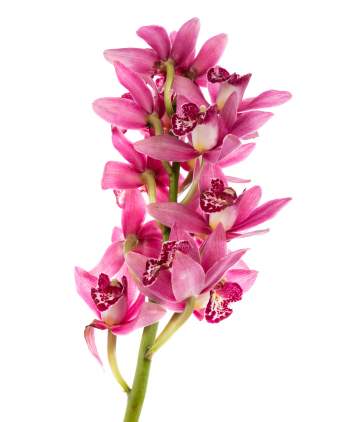 Orchidėja Cymbidium