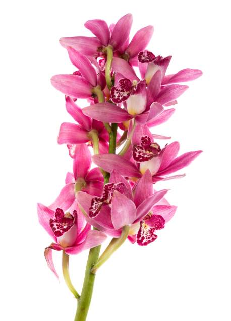 Orchidėja Cymbidium