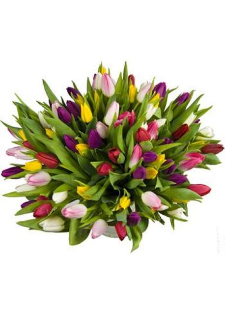 100 įvairių spalvų tulpių