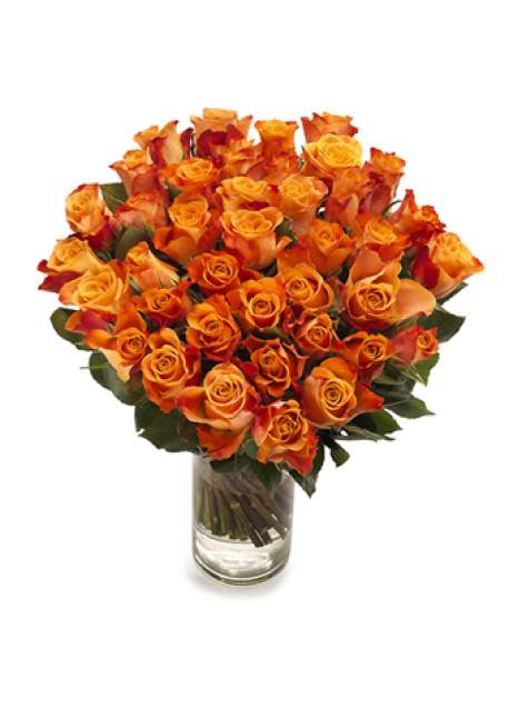 50 oranžinių rožių puokštė